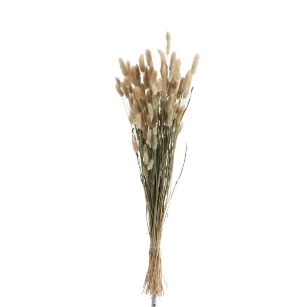 BUNDLE PLUME BUNNYTAIL DRIED GRASS NATURAL