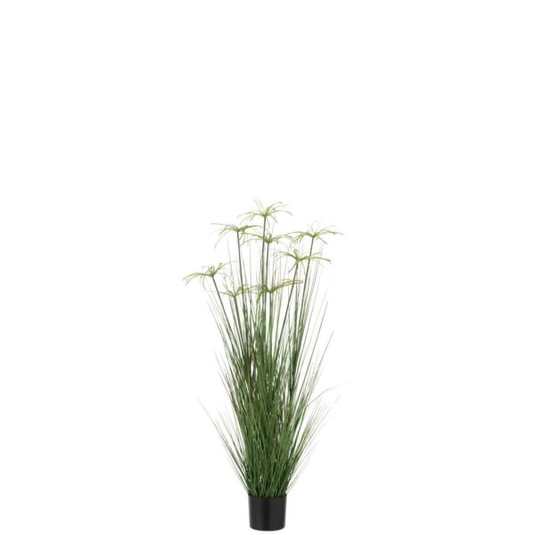 CYPERUS ALTERNIFOLIUS 8 HEADS IN POT PVC GREEN MEDIUM