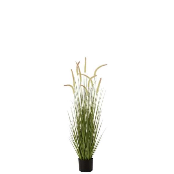 GRASSES+GRAMINEAE IN POT PLASTIC GREEN MEDIUM