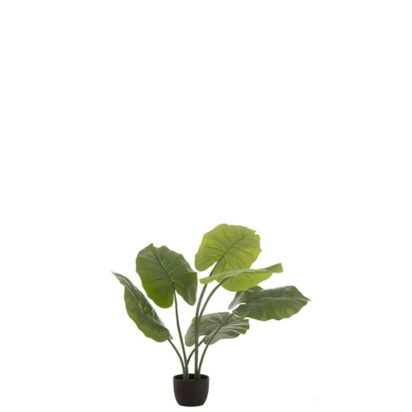 TARO WILD IN POT PLASTIC GREEN S