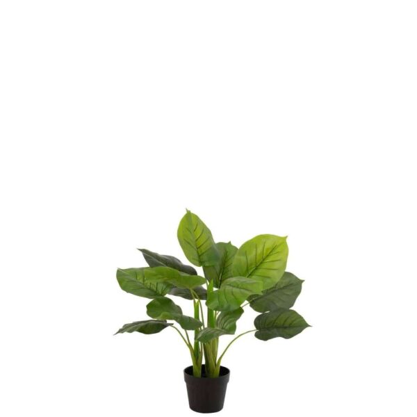 POTHOS PLANT IN POT PLASTIC GREEN