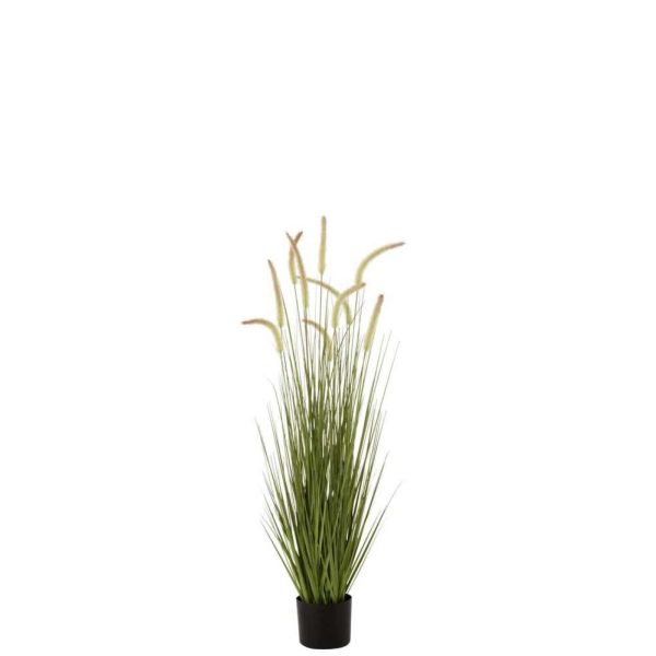 GRASSES+GRAMINEAE IN POT PLASTIC GREEN MEDIUM