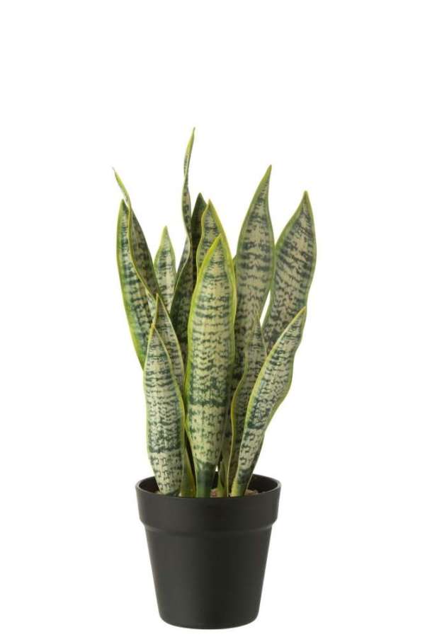 DRACAENA TRIFASCIATA IN POT ARTIFICIAL GREEN MEDIUM