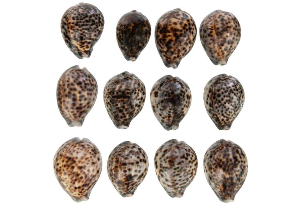 SET OF 14 SHELLS TIGER SHELL NATURAL