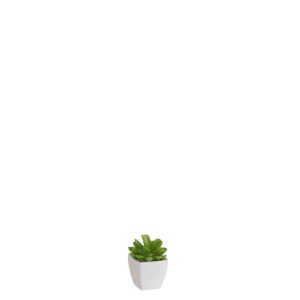 SUCCULENT+POT GREEN/MELAMINE WHITE
