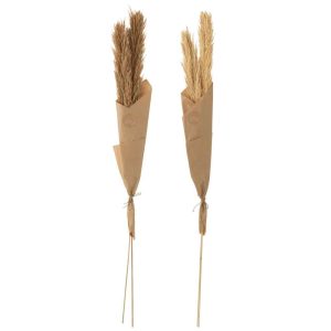 BRANCH FEATHER PAMPAS NATURAL ASSORTMENT OF 2