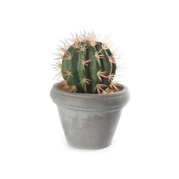 Kaktus M/Potte Sement Rund/liten  14X20Cm