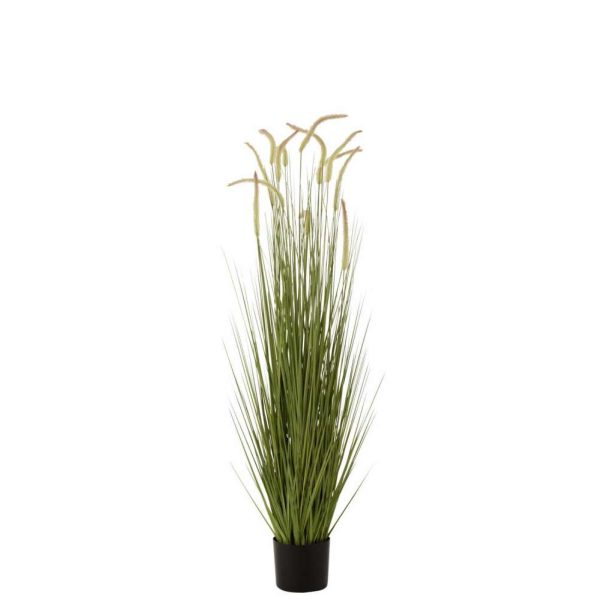 GRASSES+GRAMINEAE IN POT PLASTIC GREEN LARGE