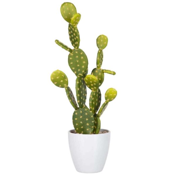 FIG CACTUS GREEN LARGE