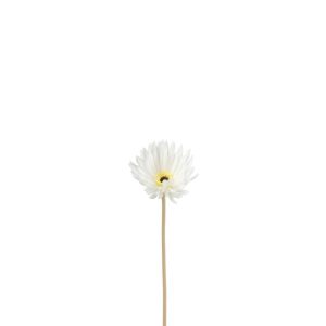 GERBERA VIRGIN PLASTIC WHITE