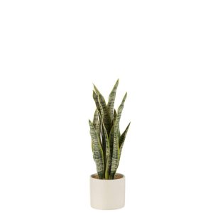 PLANT SANSEVIERIA IN POT PVC GREEN MEDIUM