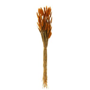 BUNDLE BUNNYTAIL DRIED ORANGE