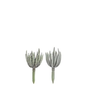 SUCCULENT ECHEVERIA PLASTIC GREEN S ASSORTMENT OF 2