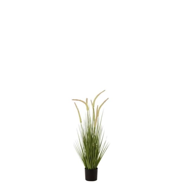 GRASSES+GRAMINEAE IN POT PLASTIC GREEN SMALL