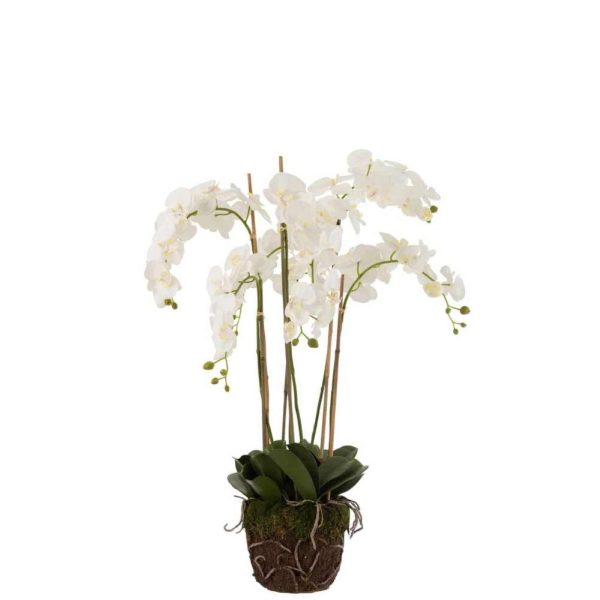 ORCHID IN SOIL PLASTIC WHITE/GREEN EXTRA LARGE