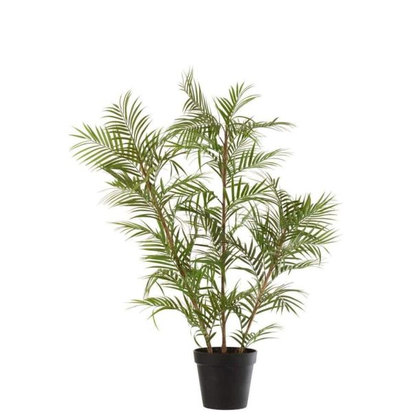 CHAMAEDOREA IN POT PLASTIC GREEN/BLACK LARGE