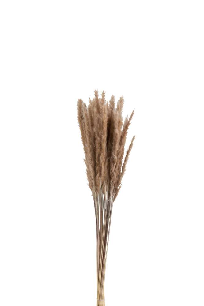 BUNDLE PENNISETUM DRIED GRASS BROWN