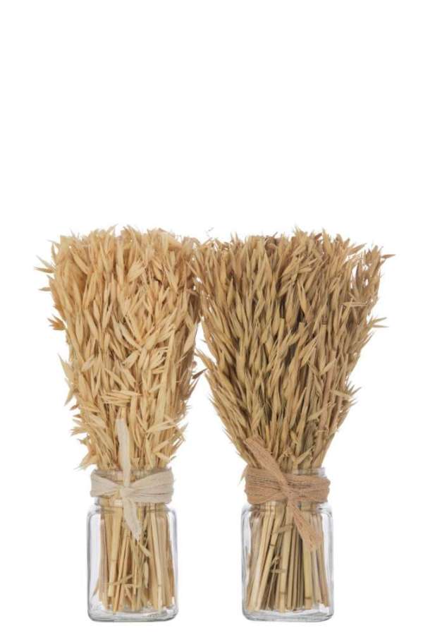 BUNCH DRIED AVANA GRASS IN VASE NATURAL ASSORTMENT OF 2
