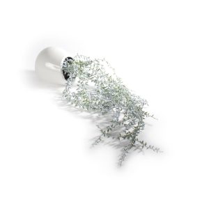 Plante Bønneplante M/Veggpotte 19X76Cm