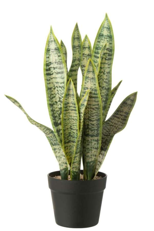 DRACAENA TRIFASCIATA IN POT ARTIFICIAL GREEN LARGE