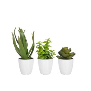 CRASSULA/ALOE VERA/LOTUS+POT GREEN SMALL ASSORTMENT OF 3