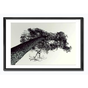 Bilde m/ramme/glass og passpartout-Furu Sort/Hvitt - 36x56cm