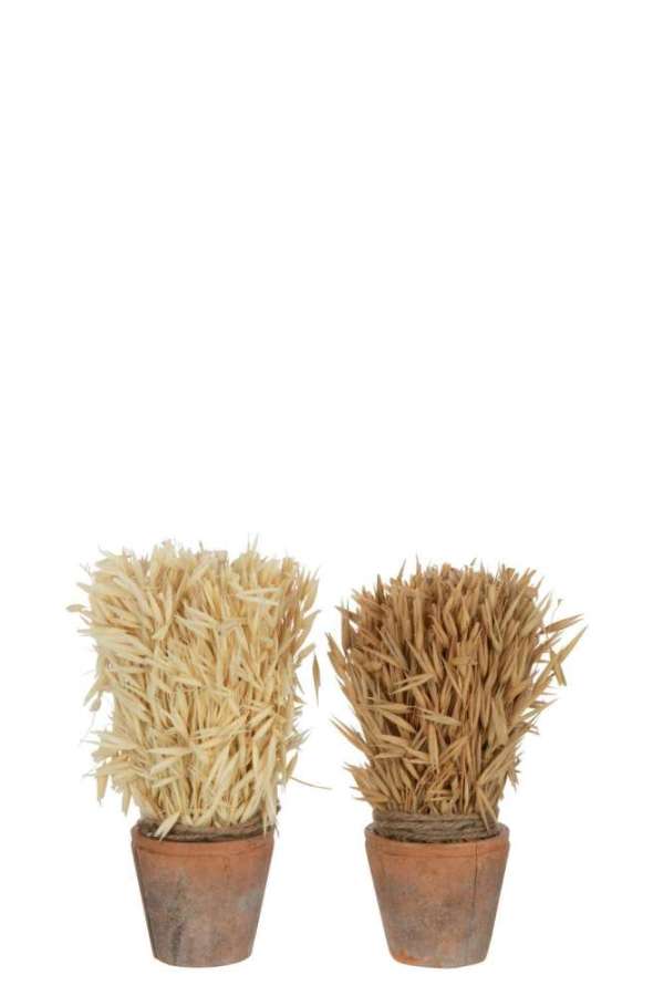 HARVEST IN TERRACOTTA POT NATURAL ASSORTMENT OF 2