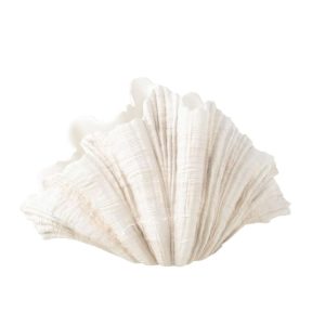 DECO VASE CLAM SHELL POLYRESIN OFF WHITE