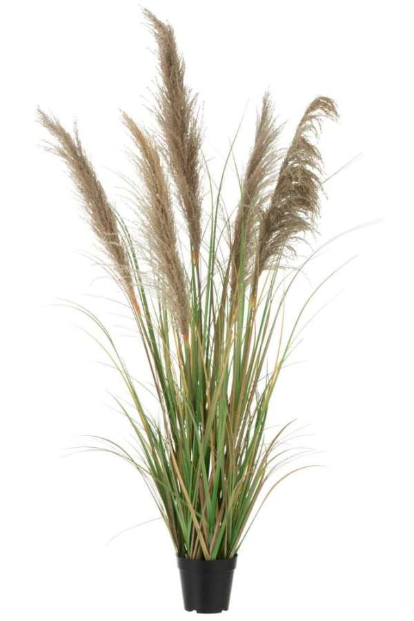 PAMPAS GRASS 5 HEADS IN POT PVC GREEN/BEIGE SMALL