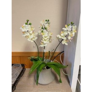 Plante Orkide Blomst Gul 11X52Cm