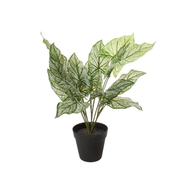 Plante 60X27X27Cm