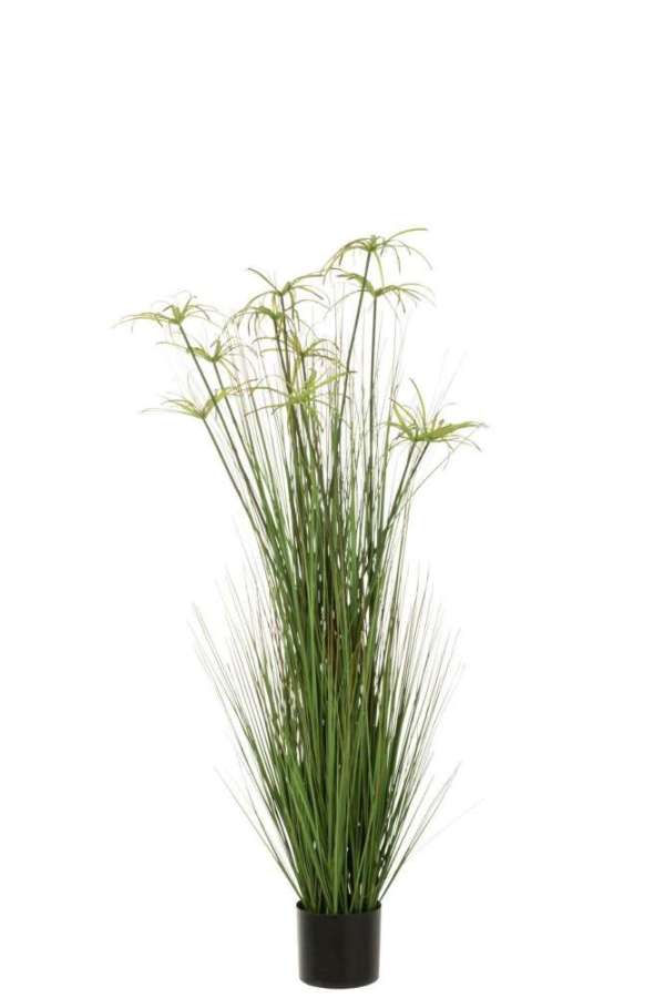 CYPERUS ALTERNIFOLIUS 11 HEADS IN POT PVC GREEN LARGE