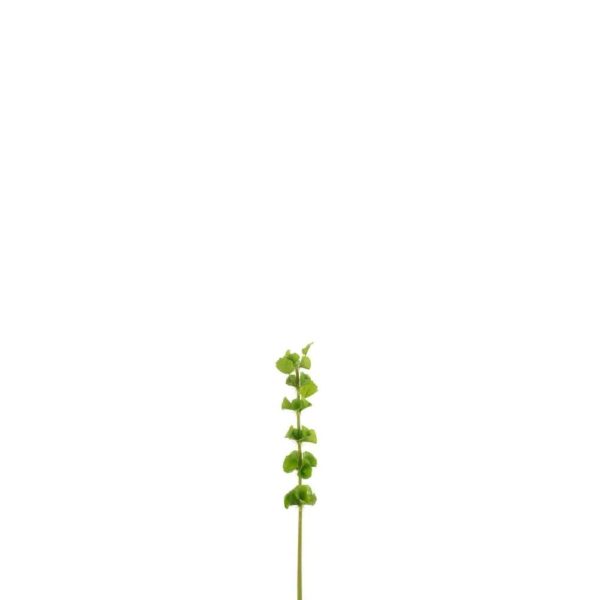 BRANCH BELLS OF IRELAND PLASTIC GREEN SMALL
