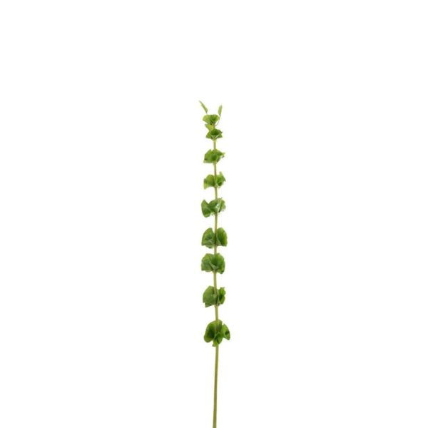 BRANCH BELLS OF IRELAND PLASTIC GREEN LARGE