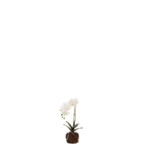 ORCHID IN SOIL PLASTIC WHITE/GREEN SMALL