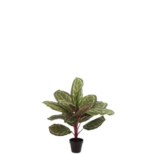 PEACOCK PLANT IN POT PLASTIC GREEN