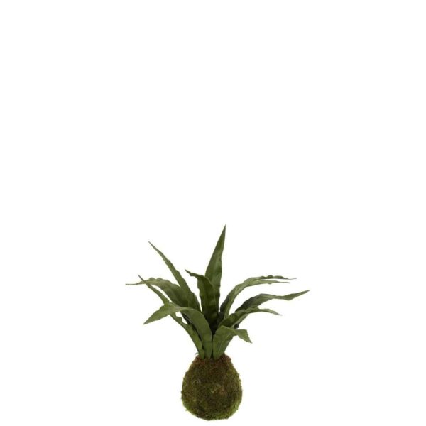 SNAKE PLANT BALL SOIL PLASTIC GREEN