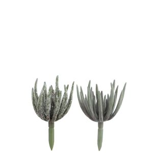 SUCCULENT ECHEVERIA PLASTIC GREEN M ASSORTMENT OF 2