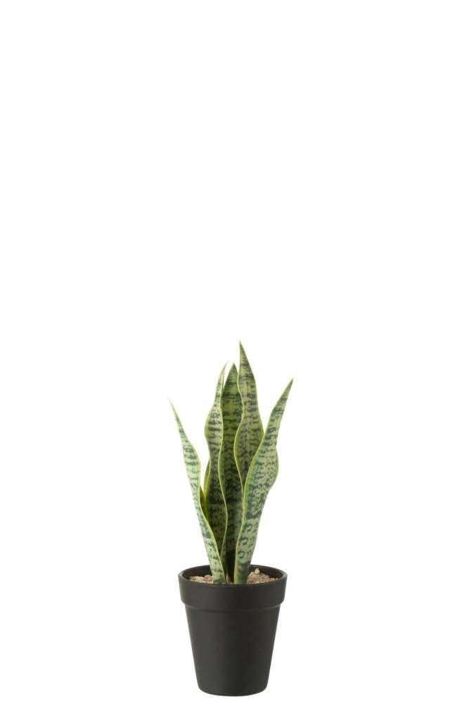 DRACAENA TRIFASCIATA IN POT ARTIFICIAL GREEN SMALL