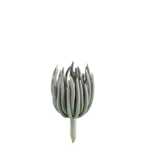 ECHEVERIA PLASTIC MATTE GREEN