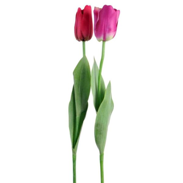TULIP ELISA WINE PINK/PINK ASSORTMENT OF 2