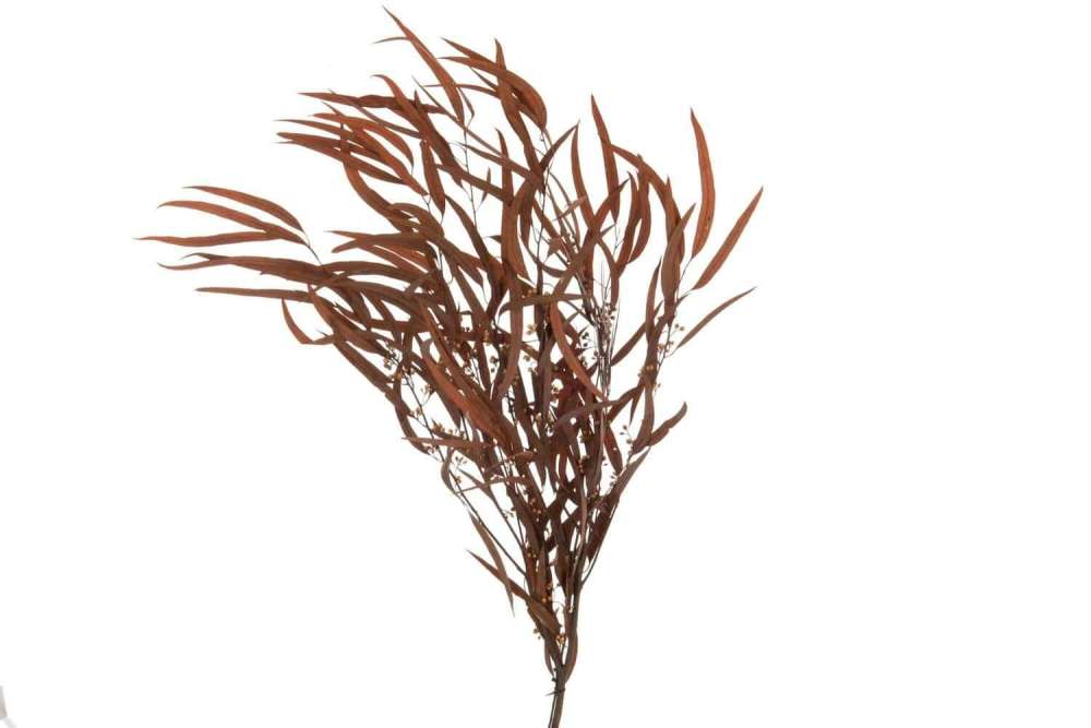 BUNDLE EUCALYPTUS WILD DRIED RUST