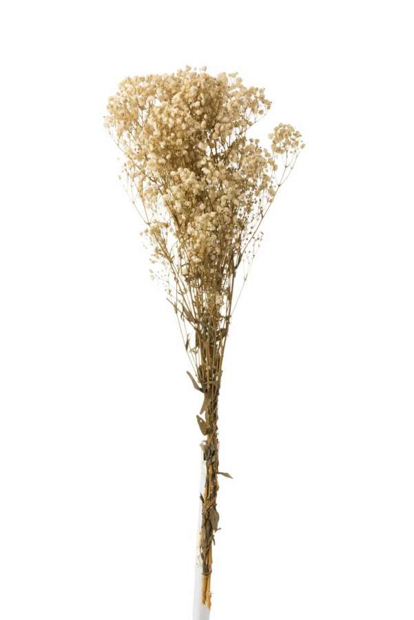BUNDLE GYPSOPHILA DRIED ECRU