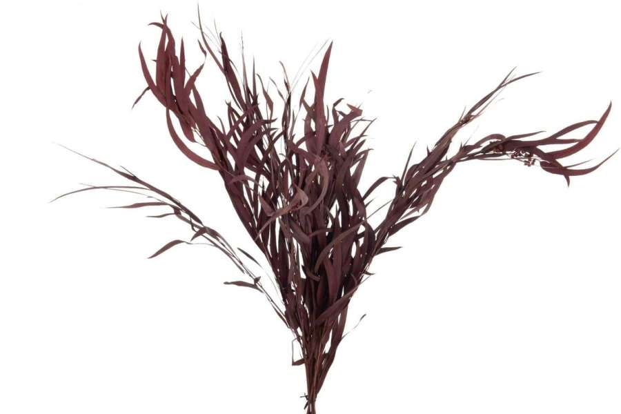 BUNDLE EUCALYPTUS WILD DRIED BURGUNDY