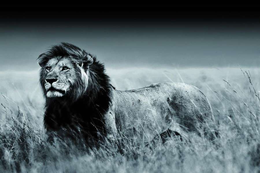 Bilde Herdet Glass Løve 80X120Cm