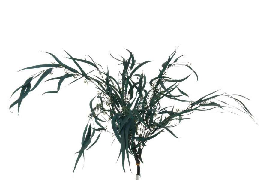 BUNDLE EUCALYPTUS WILD DRIED GREEN
