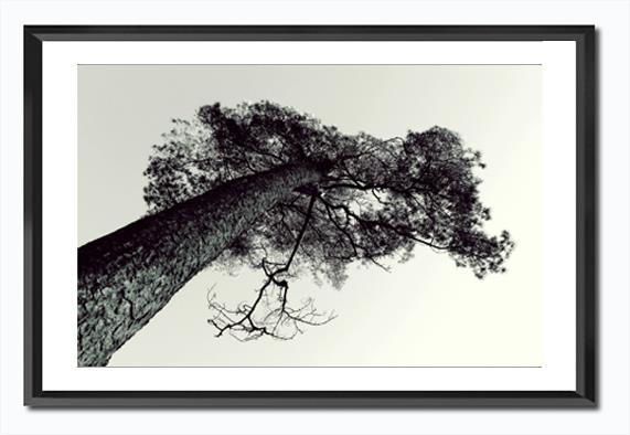 Bilde m/ramme/glass og passpartout-Furu Sort/Hvitt - 36x56cm