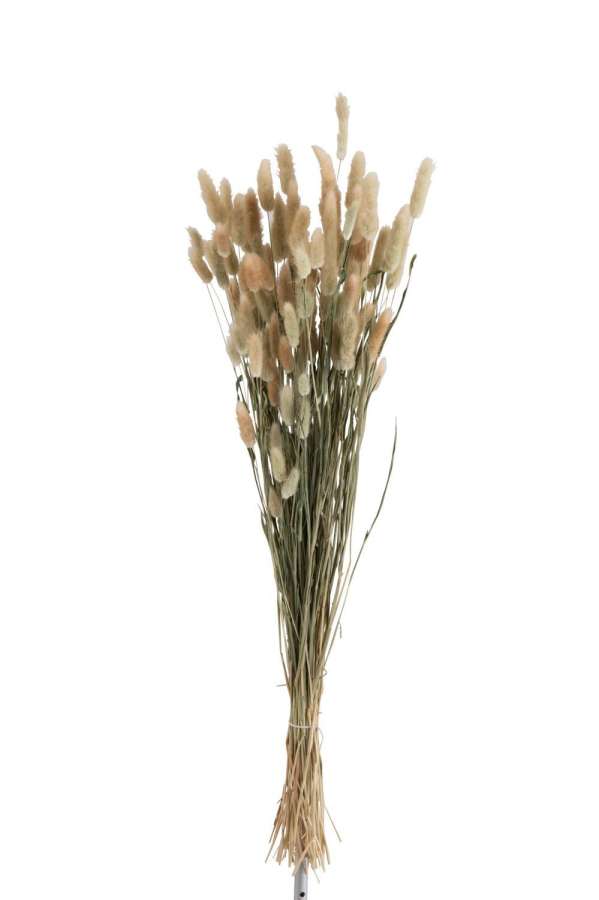 BUNDLE PLUME BUNNYTAIL DRIED GRASS NATURAL