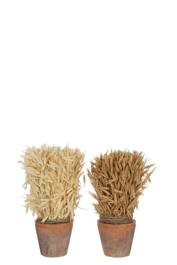 HARVEST IN TERRACOTTA POT NATURAL ASSORTMENT OF 2