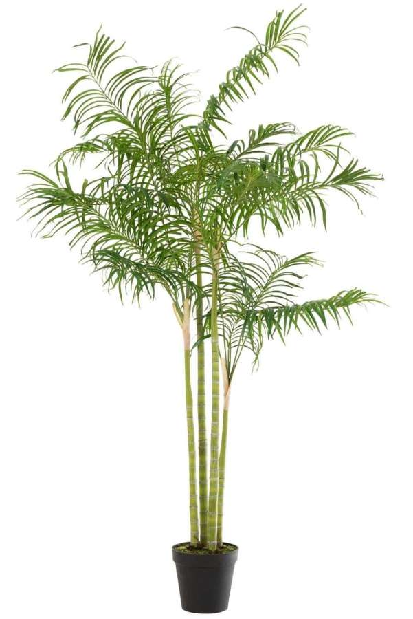 BAMBOO PALM IN POT PLASTIC GREEN/BLACK LARGE